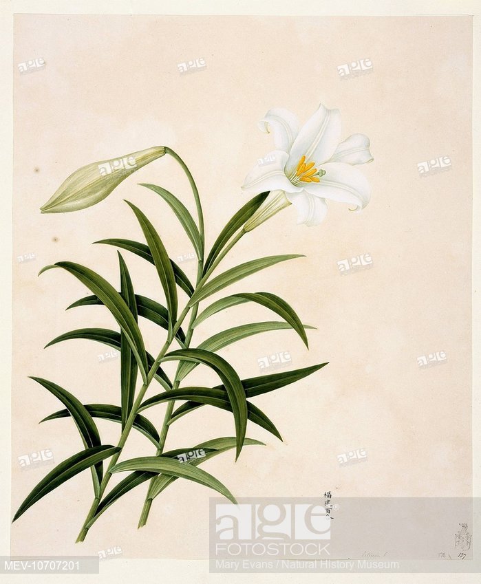 699x849 Plate From The John Reeves Collection Of Botanical Drawings