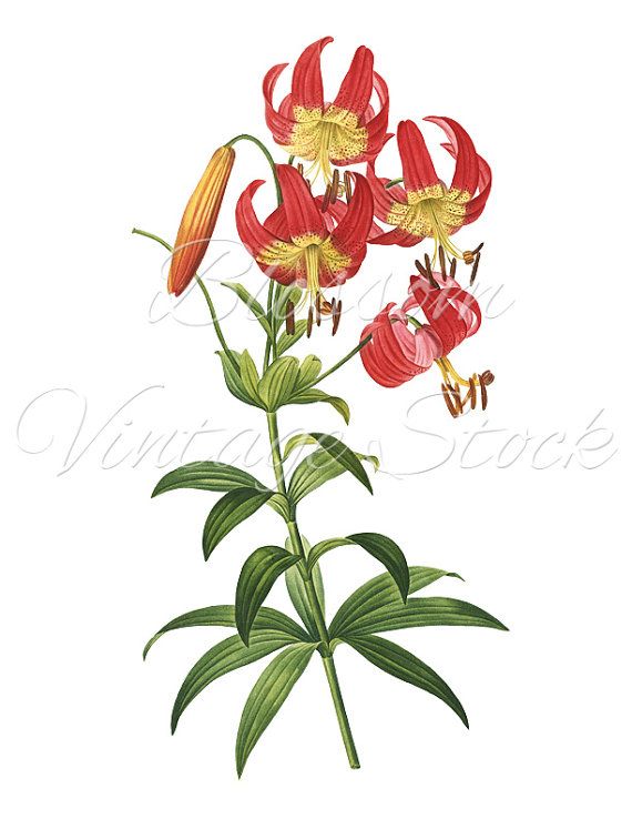 570x738 Red Flowers Botanical Illustration
