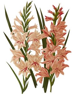 236x317 Best Botanical Images In Drawings