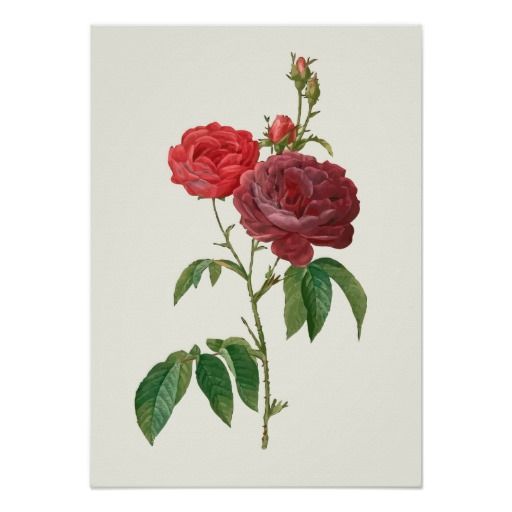512x512 Vintage Red Roses Botanical Print Vintage Images