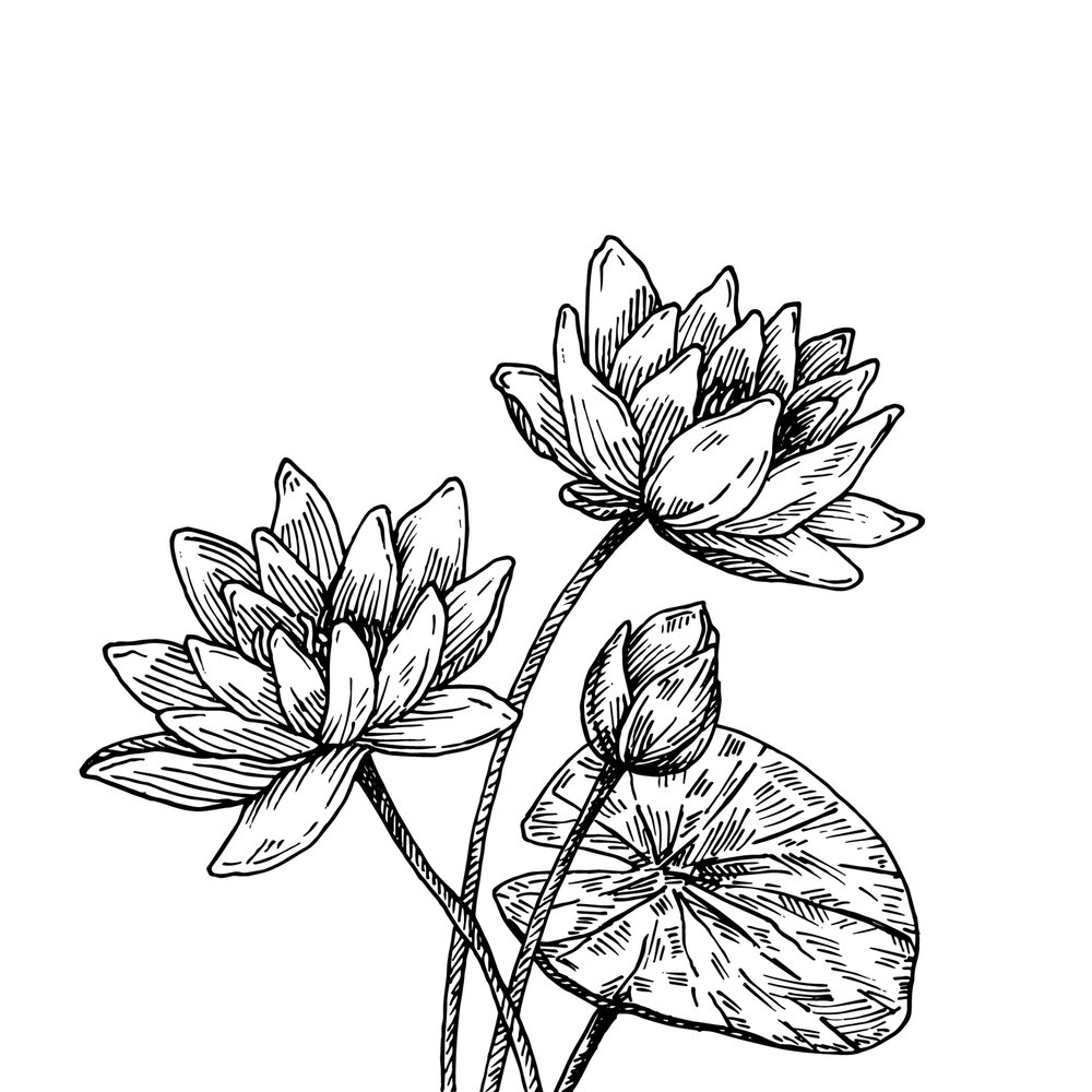 1000x1000 black white botanical collection botanical illustration studio