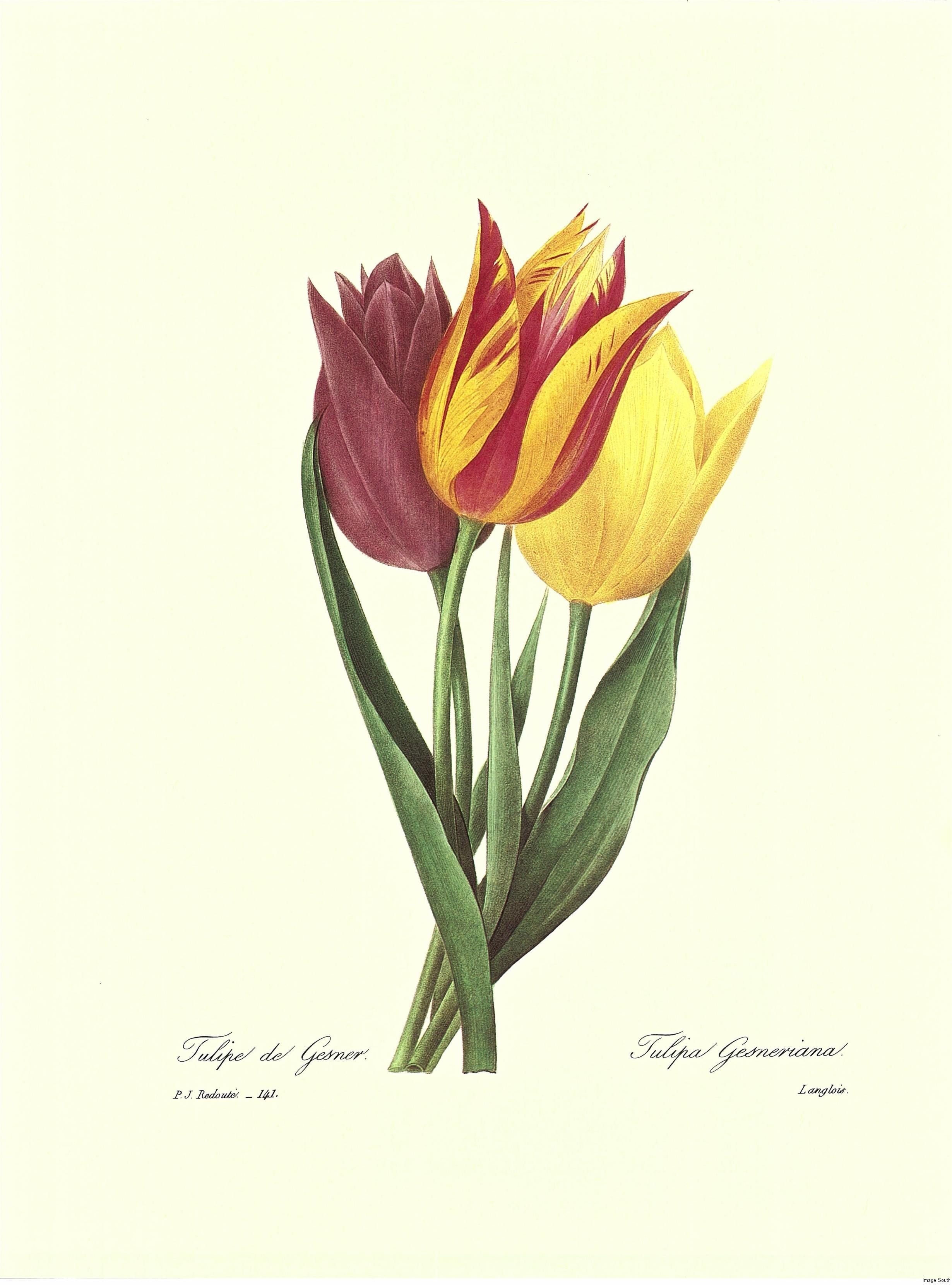 2460x3321 botanical drawings botanical prints