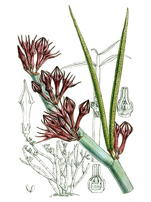 300x400 Botanical Drawings Ceropegia Fusca Ceropegia