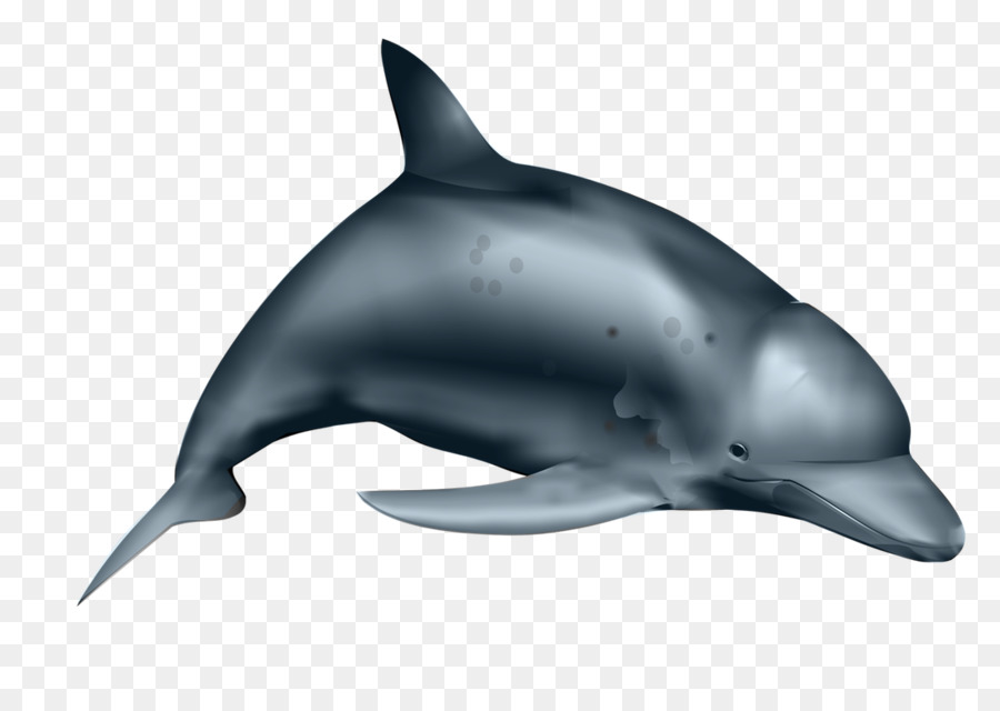 900x640 Dolphin, Drawing, Wildlife, Transparent Png Image Clipart Free