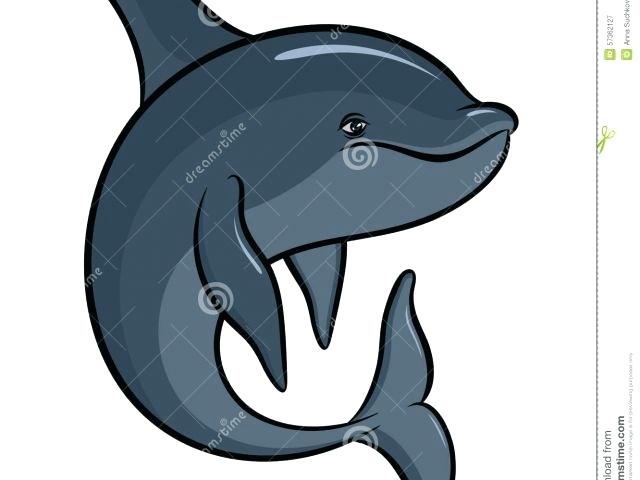 640x480 Drawing Of Dolphins Download