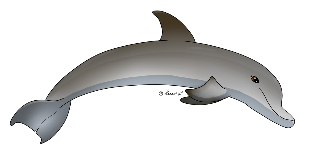1024x486 How I Draw A Bottlenose Dolphin