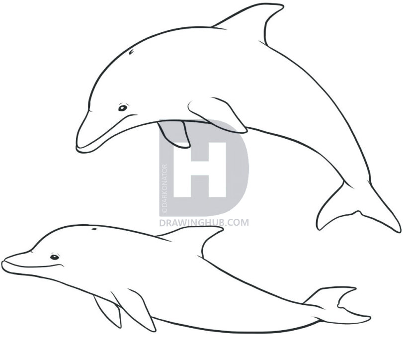 831x720 How To Draw Dolphins, Step