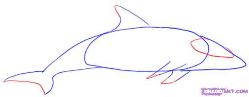 510x200 How To Draw A Dolphin, Step