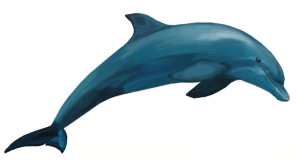 600x324 How To Draw A Dolphin