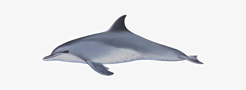 820x302 Indo Pacific Humpback Dolphin
