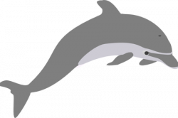 Bottlenose Dolphin Drawing | Free download on ClipArtMag