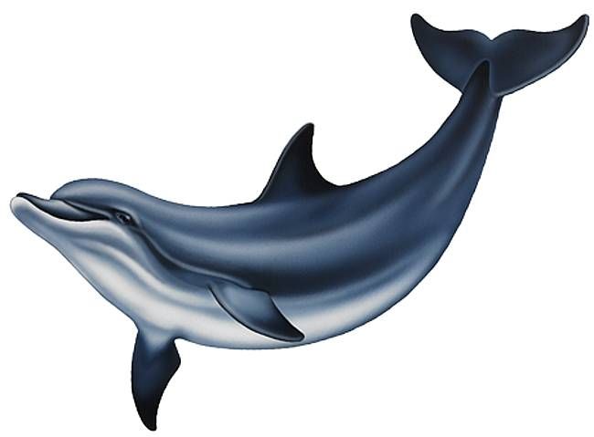 650x479 blue dolphin swimming pool tile