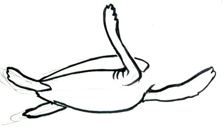 450x258 How To Draw A Sea Turtle