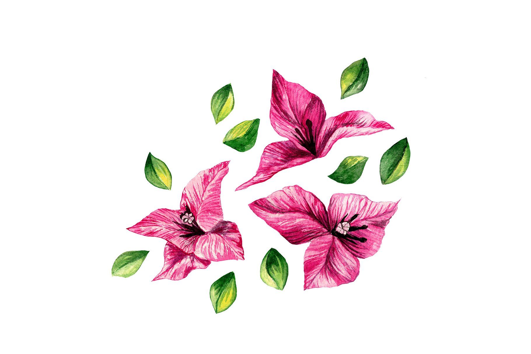 1820x1214 bougainvillea floral clipart graphics, paint, illustrator, graphic