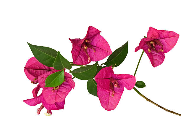 612x408 Collection Of Free Bougainvillaea Clipart Black And White