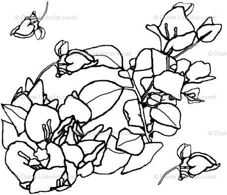 457x392 coloring book bougainvillea criss cross wallpaper