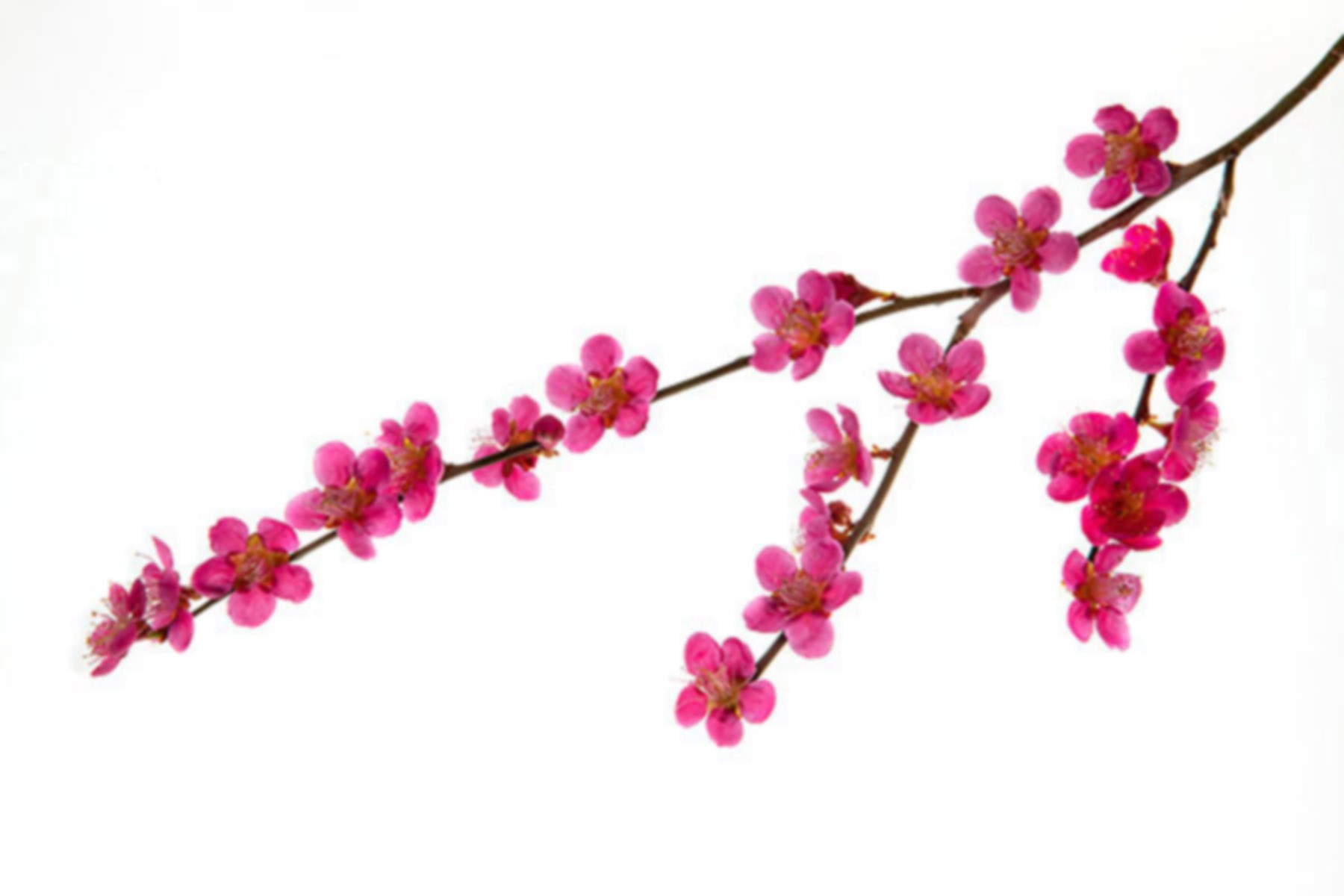 1800x1200 Flowers Drawing Images Hd