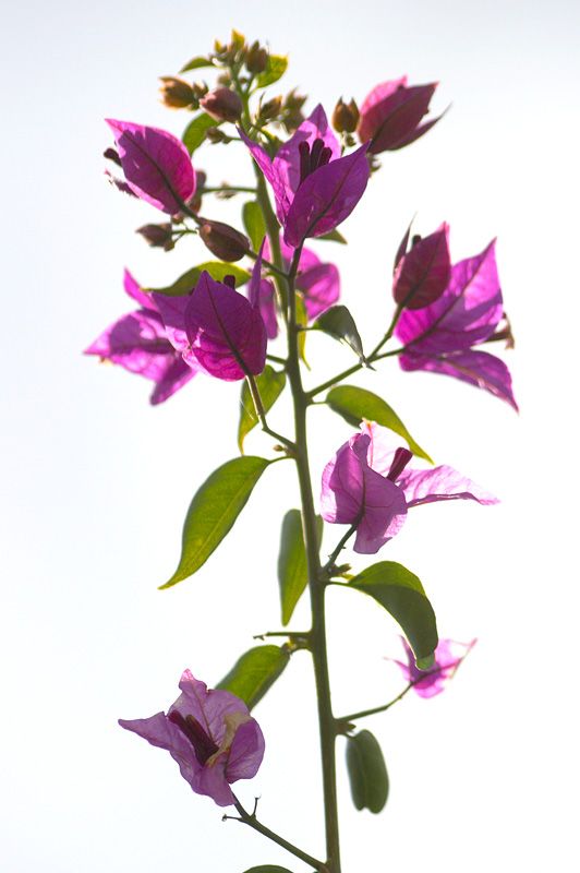 532x800 Bugambilia Drawing Ink Flower Art, Watercolor Paintings E