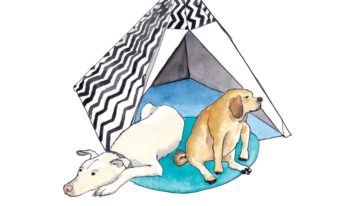 1200x700 Dog Days Of Summer Boulder Lifestyle Magazine