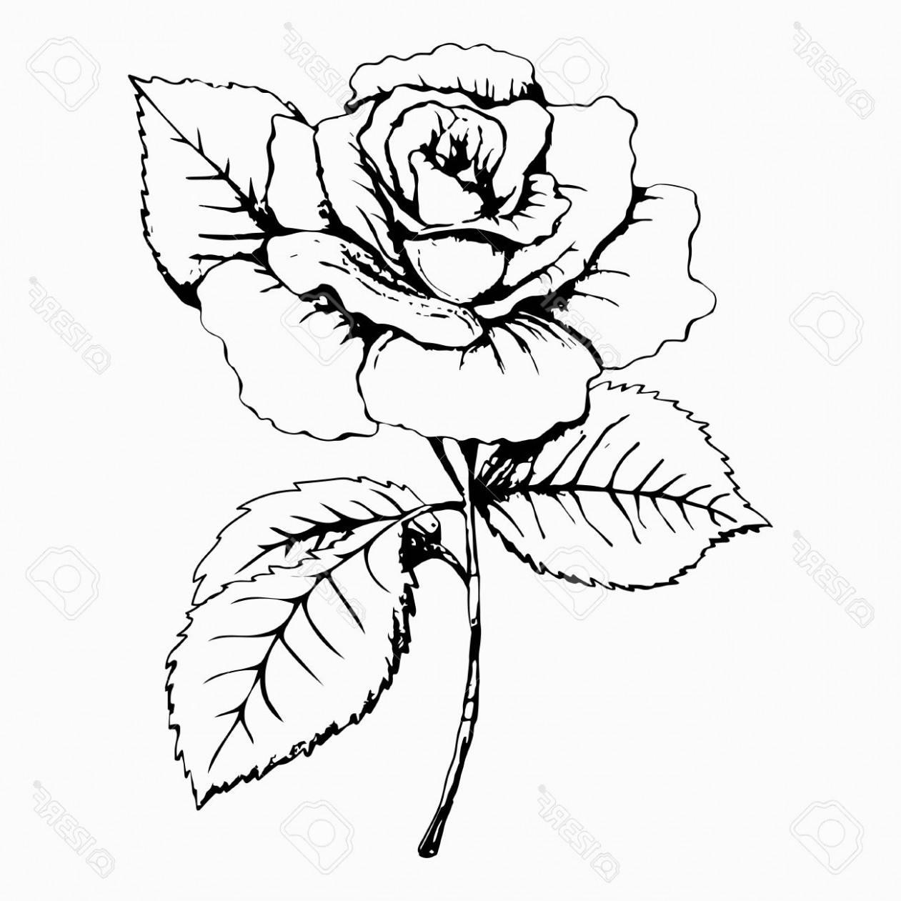 1261x1261 Bouquet Of Roses Drawing Easy Small Flowers Dead Wedding Images