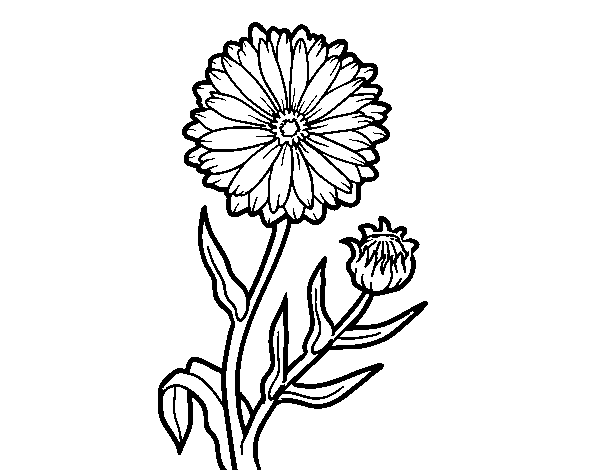 600x470 Collection Of Free Bouquet Drawing Marigold Download On Ui Ex