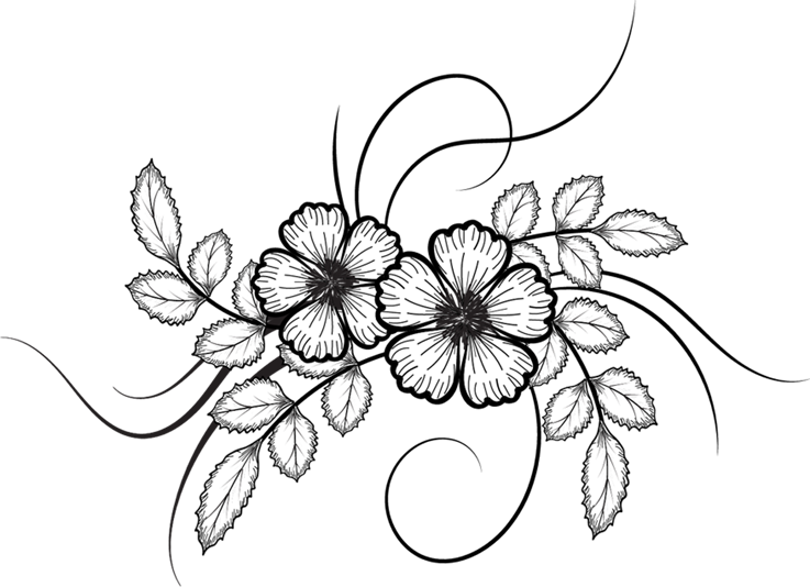 737x534 Drawing The Flower Transparent Png Clipart Free Download