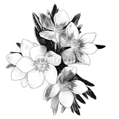 400x400 Flowers Anemone With Leaves Bouquet Branch Buy Photos Ap