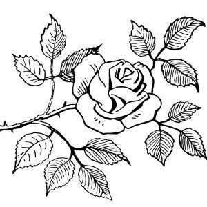 300x300 Free Vintage Rose Clip Art Illustration House Rose Sketch