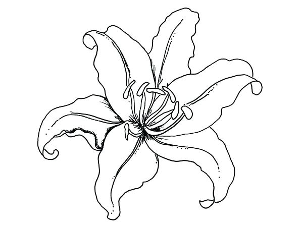 600x450 Lily Flower Drawing Lily Flower Colouring Pages On Incredible