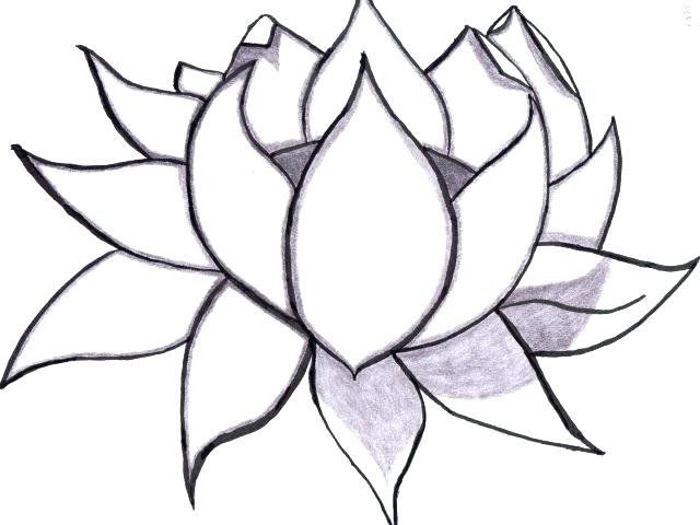 640x480 Flower Drawing Simple
