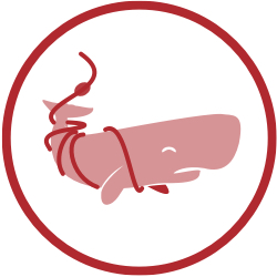 250x250 bowhead whale noaa fisheries