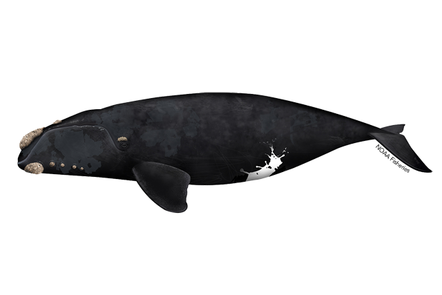640x427 bowhead whale noaa fisheries
