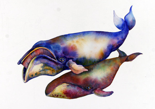 600x423 bowhead whale art fine art america