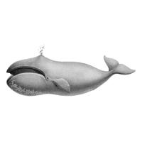 200x200 bowhead whale original antique ocean marine mammal handcolored