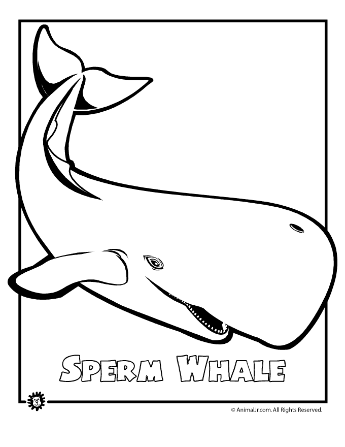 680x880 how to draw a bowhead whale