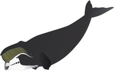236x146 Right Whale Emma Whale, Fin Whale, Mammals