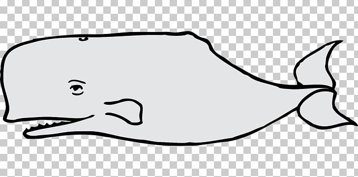 728x360 sperm whale blue whale cetacea killer whale drawing png, clipart