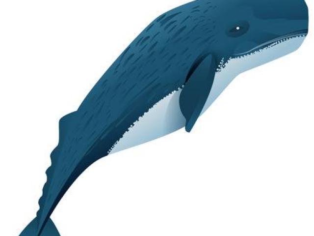 640x480 Sperm Whale Clipart Free Clip Art Stock Illustrations