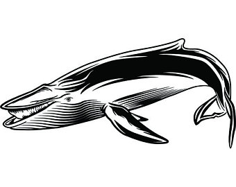 340x270 Sperm Whale Etsy