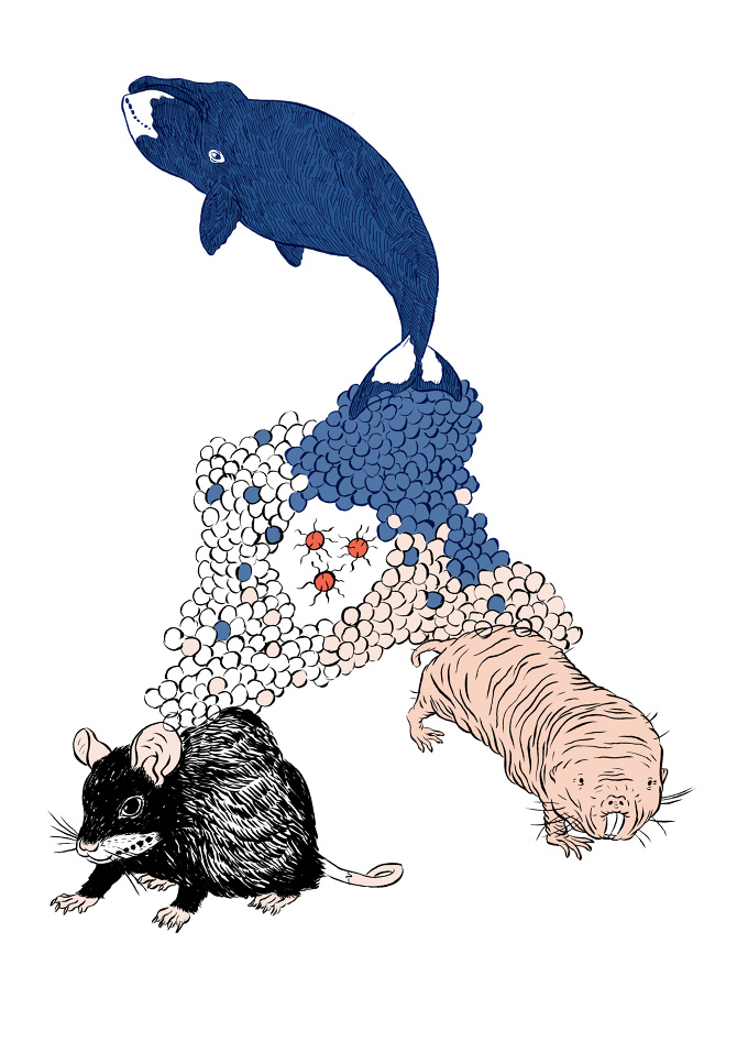 670x947 the bowhead whale