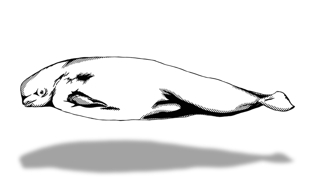 1024x640 Whaletrips Greenland