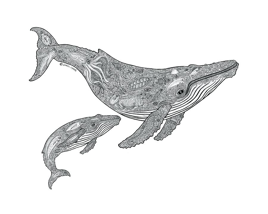 900x720 Whale Drawing