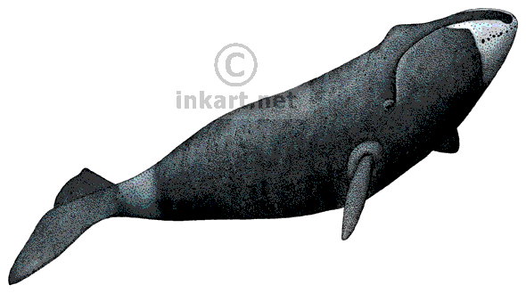590x329 bowhead whale