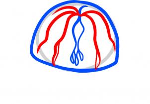 302x209 How To Draw A Box Jellyfish, Box Jellyfish, Step