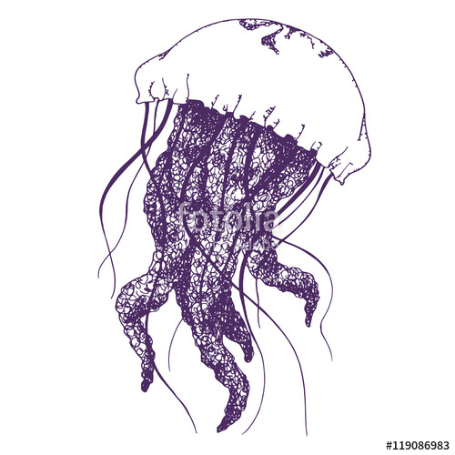 500x500 Vector Jellyfish Hand Drawn Illustration Beautiful Medusa
