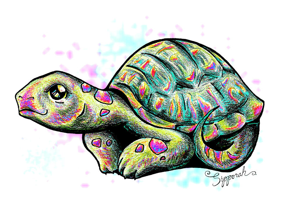 Box Turtle Drawing