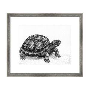 Box Turtle Drawing | Free download on ClipArtMag