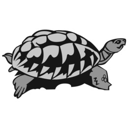 260x260 Turtle, Transparent Png Image Clipart Free Download