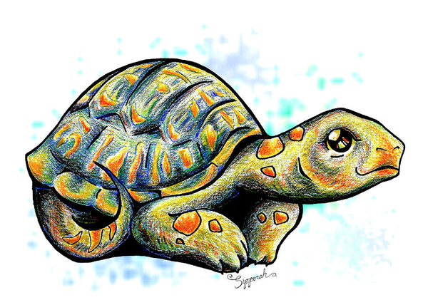 600x428 Turtle Art Drawings Fine Art America