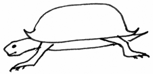 300x146 Turtle
